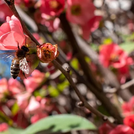 Epidami מלון Kashari