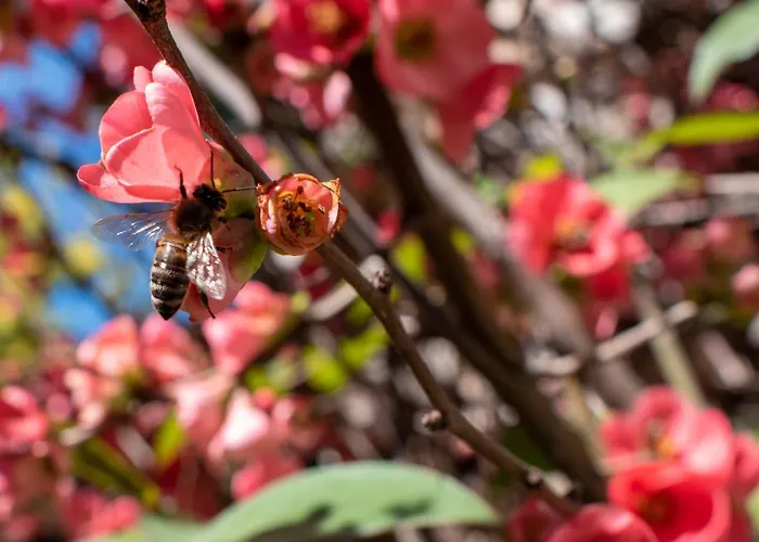 Epidami Hotell Kashari